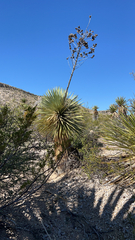 Yucca elata
