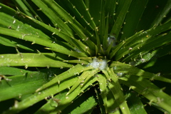 Eryngium horridum