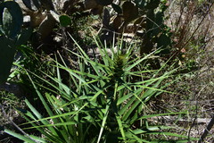 Eryngium horridum