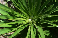Eryngium horridum