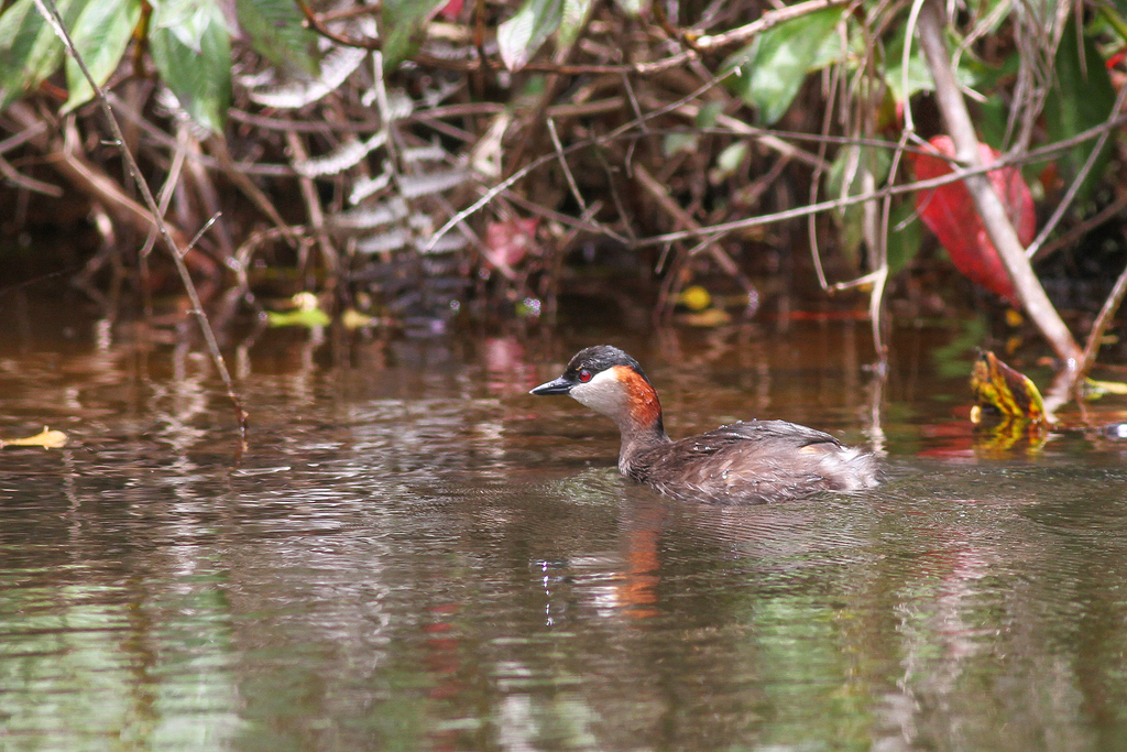 Madagascar Grebe (Tachybaptus pelzelnii) photo