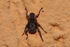 Exalphus gounellei
