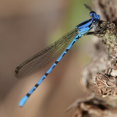Argia elongata