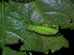 Phyllomimus unicolor