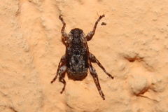 Exalphus gounellei
