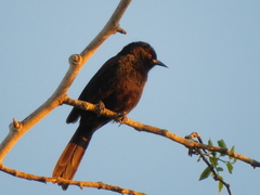 Icterus pyrrhopterus