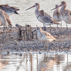 Calidris tenuirostris