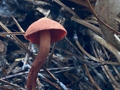 Cortinarius sanguineus