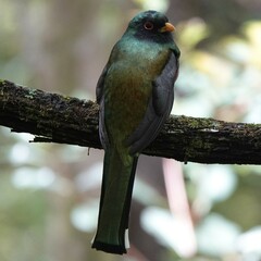 Trogon