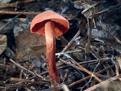 Cortinarius sanguineus