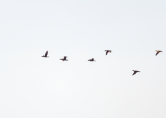 Phalacrocorax fuscicollis