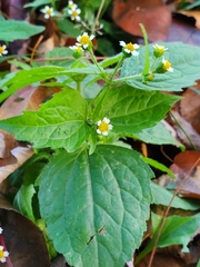 Galinsoga quadriradiata
