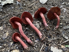 Cortinarius sanguineus
