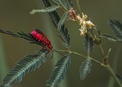 Dysdercus cingulatus