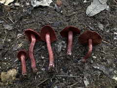 Cortinarius sanguineus