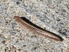Brachyiulus