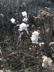Anemone virginiana