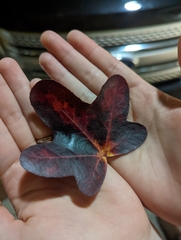 Acer monspessulanum