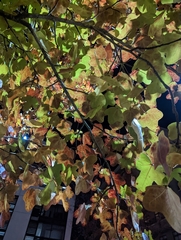 Acer monspessulanum