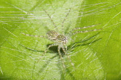 Thaumasia