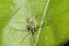 Thaumasia