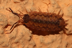 Dubioniscidae