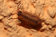 Dubioniscidae
