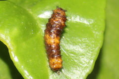 Papilionoidea