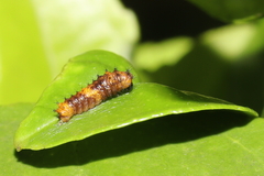 Papilionoidea