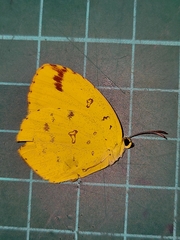 Eurema hecabe hecabe
