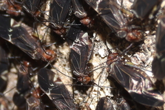 Cerastipsocus