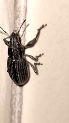 Naupactus tremolerasi