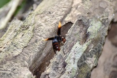 Rhynchium haemorrhoidale
