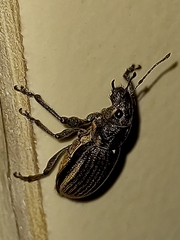 Naupactus tremolerasi