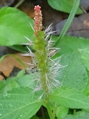 Acalypha phleoides