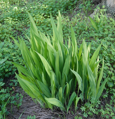Iridaceae