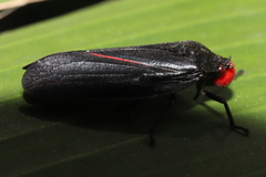 Tomaspis