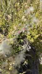 Clematis drummondii