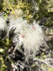 Clematis drummondii