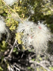 Clematis drummondii
