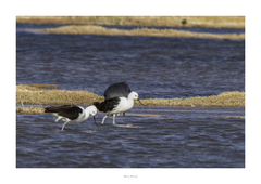 Recurvirostra andina