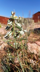 Albuca consanguinea