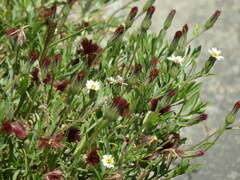Noticastrum diffusum