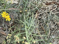 Gutierrezia californica
