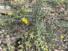 Gutierrezia californica