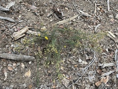 Gutierrezia californica