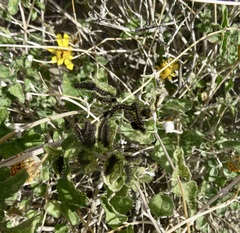 Chlosyne californica