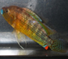 Pseudocrenilabrus multicolor victoriae