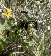 Chlosyne californica