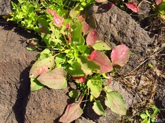 Rumex vesicarius